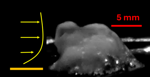 mucus under pulsatile flow